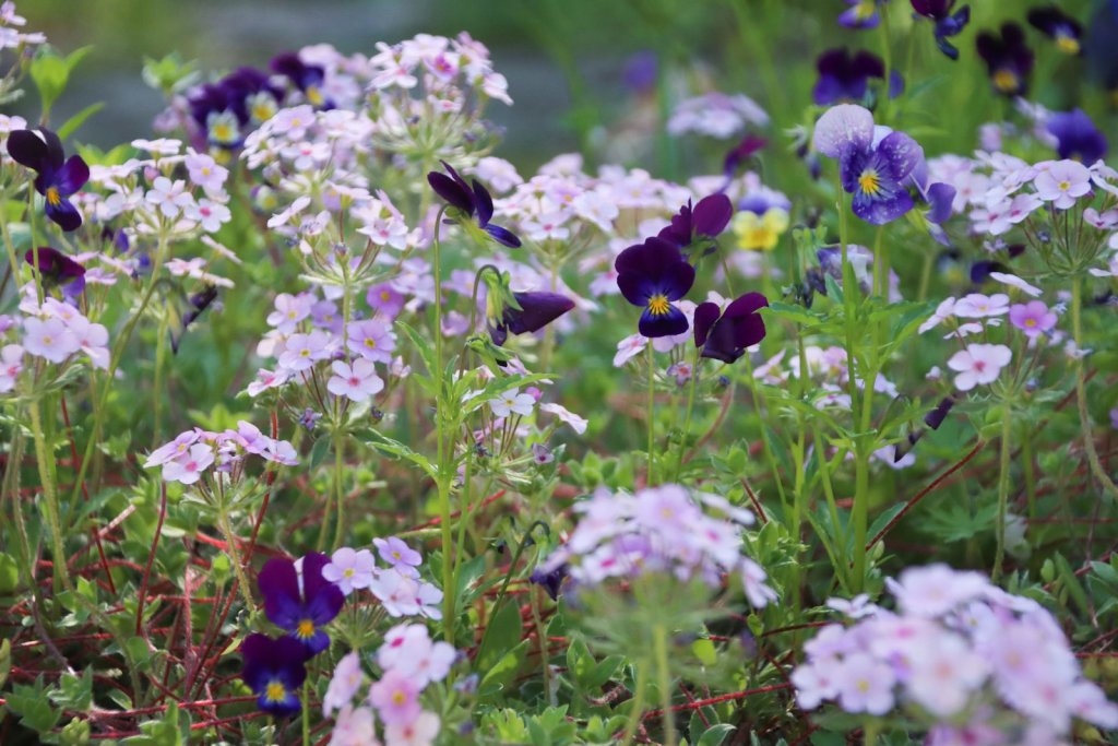 Spring flowers in Calgary